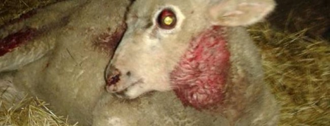 Lobo mata um rebanho de ovelhas em Ferreira junto da população