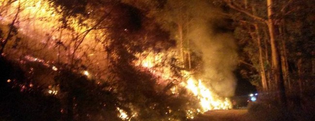 Incêndio devasta floresta